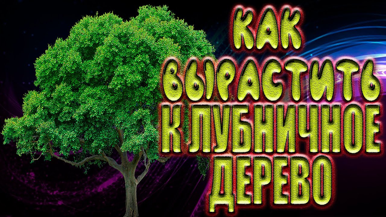Как домашних условиях вырастить Клубничное дерево