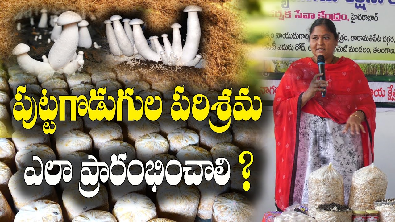 పుట్టగొడుగుల పెంపకం.. దశల వారీగా సమగ్ర వివరాలు ? Mushroom Farming | Srilakshmi