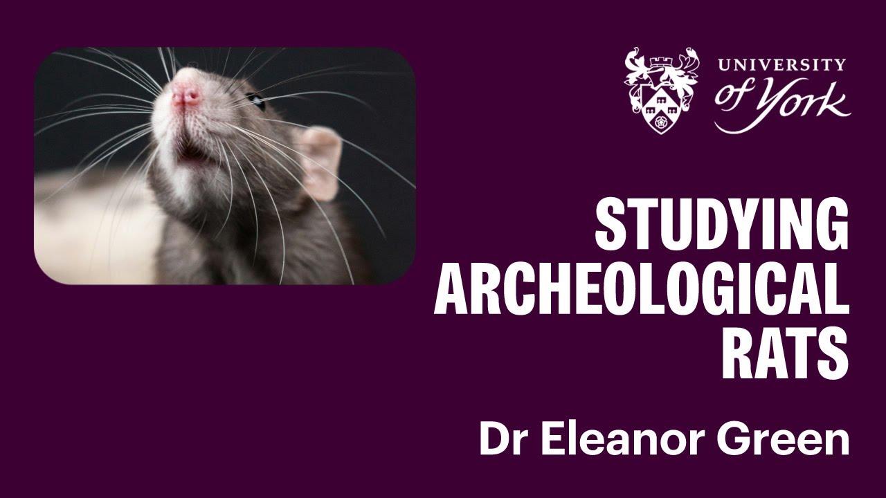 Dr Eleanor Green - The study of archaeological rats at Paleohub