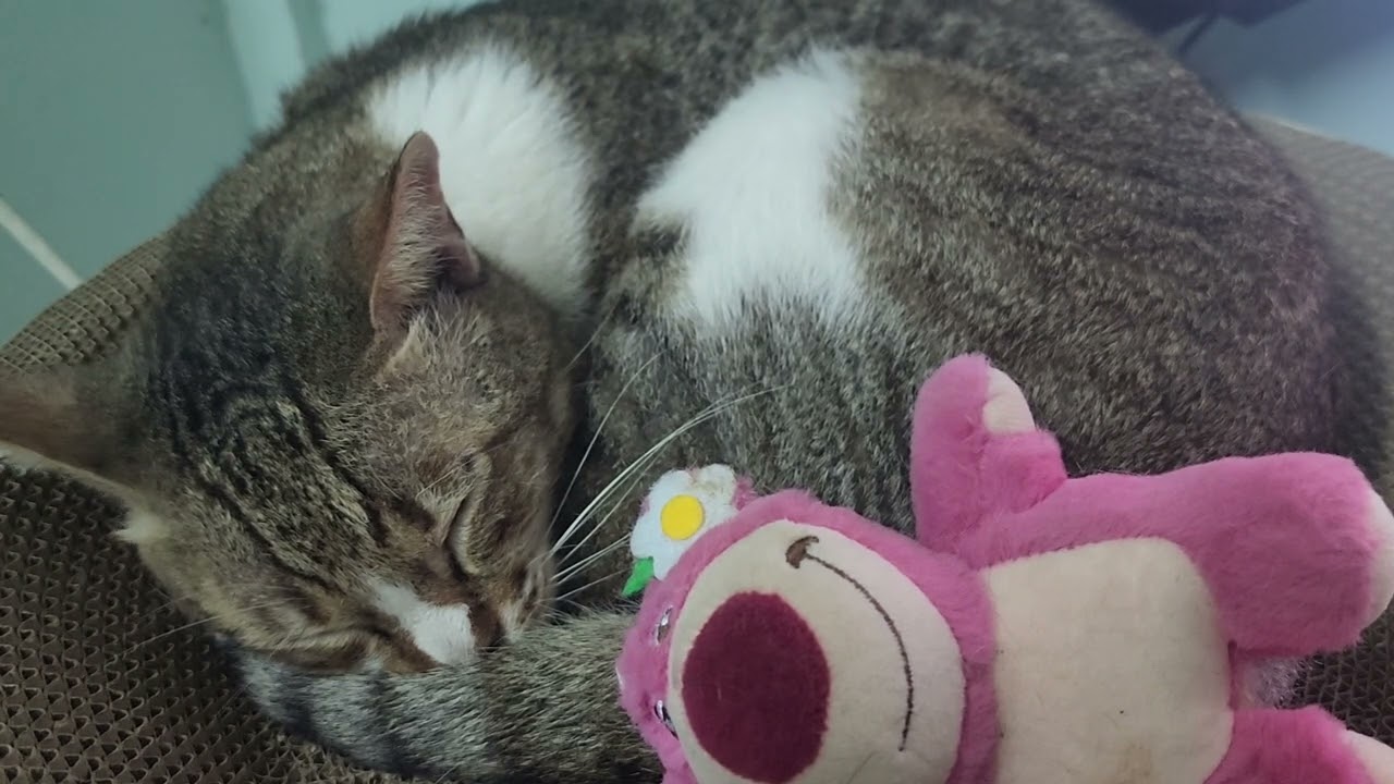 30 minutes of cat sleeping with purring sounds ep 17