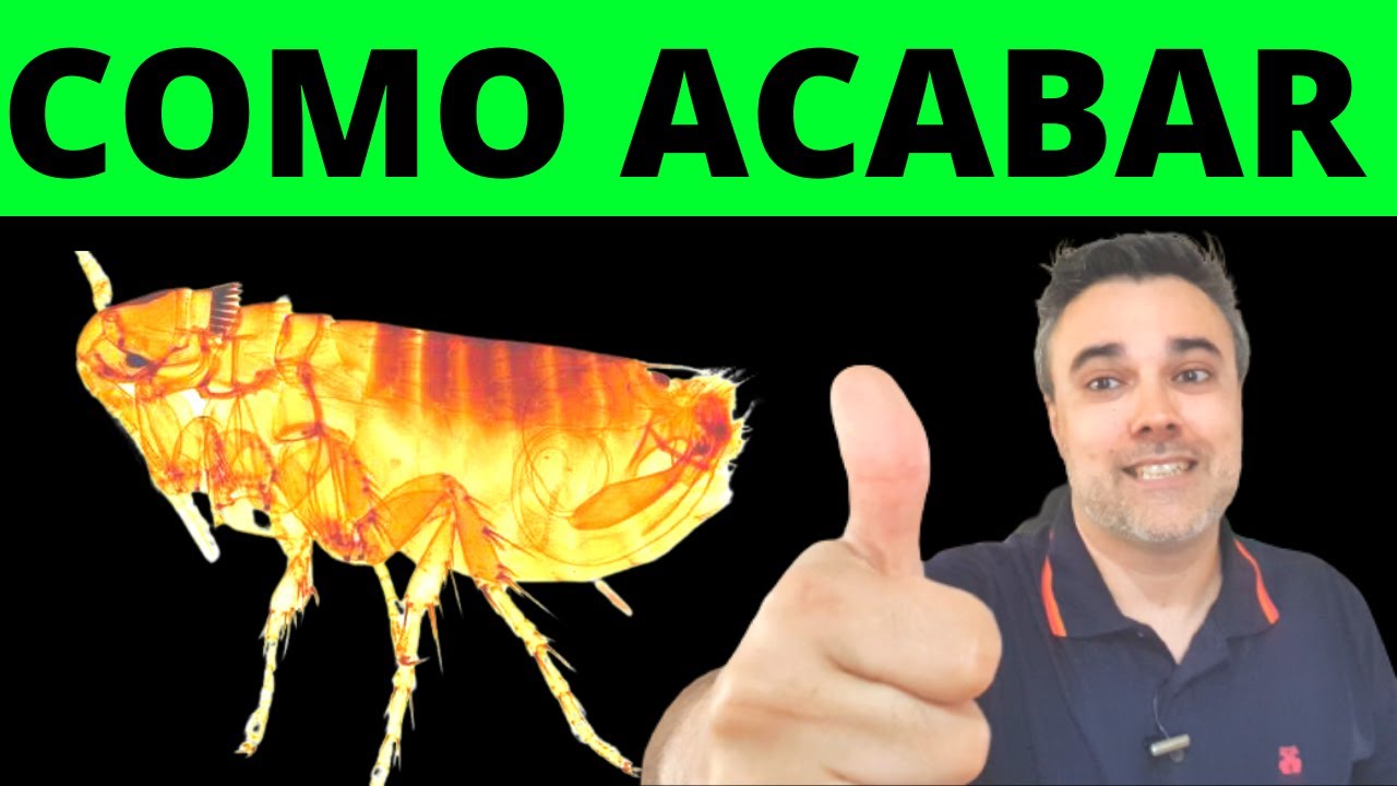 Como ACABAR COM PULGAS DE UMA SÓ VEZ no ambiente! ✅Funciona mesmo!