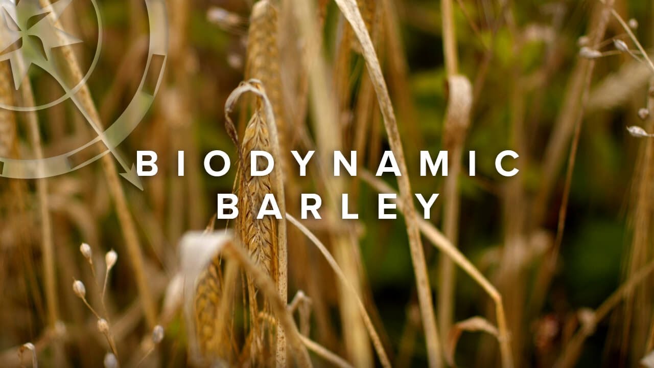 Biodynamic Barley – Ultimate Natural Flavour