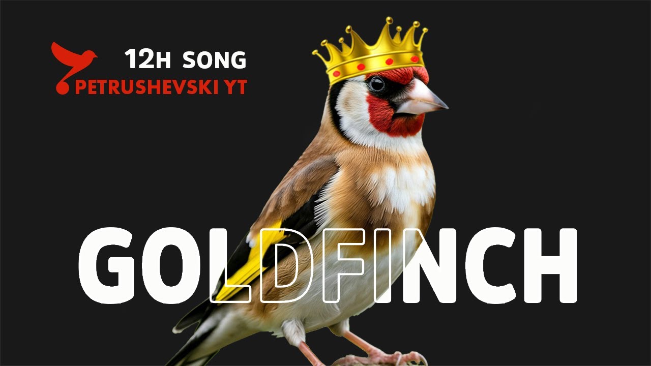 Goldfinch Best Training 12h - My New King