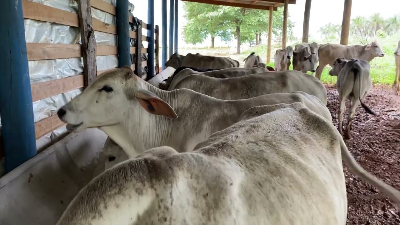 Silagem do BRS Capiaçu e o sal proteinado no cocho