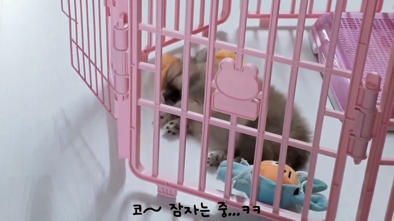 솜사탕 시절 썬돌이 모음집 1탄🐶 | 아기 강아지 성장기