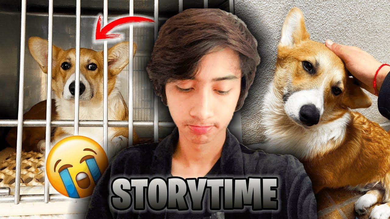 EL DÍA QUE CASI PIERDO A MI PERRO - BROLAND