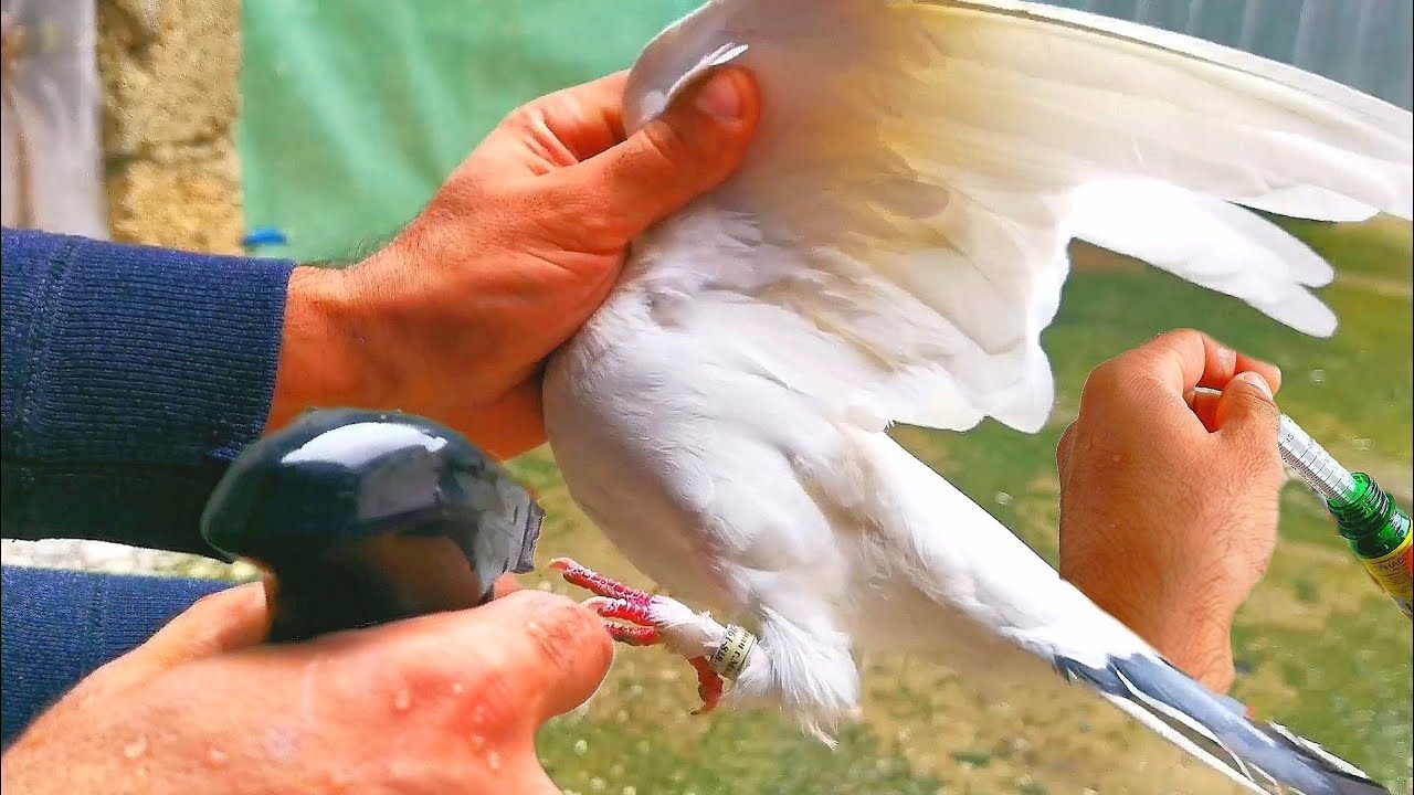 100% Уберает у Голубей ПЕРОЕДА и остальных ГРЫЗУНОВ. 100% Removes FEAT on Pigeons and other RODENTS.