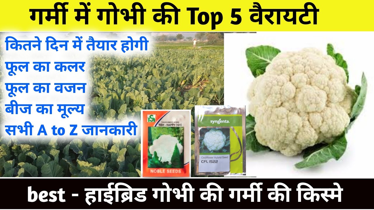 गर्मी में फूलगोभी की top 5 वैरायटीया | best Hybrid Cauliflower seeds