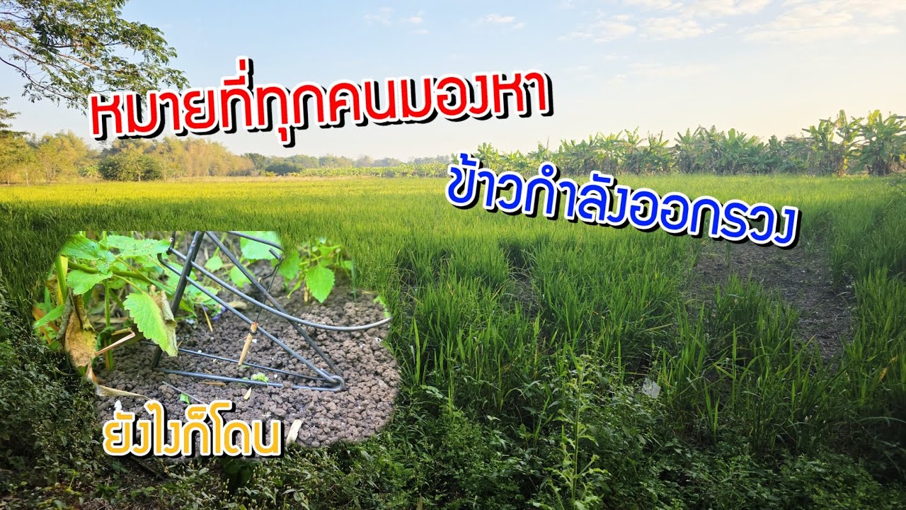 Ep.132 หมายดักหนู ที่ทุกคนมองหา ข้าวกำลังออกรวงสวยๆ 