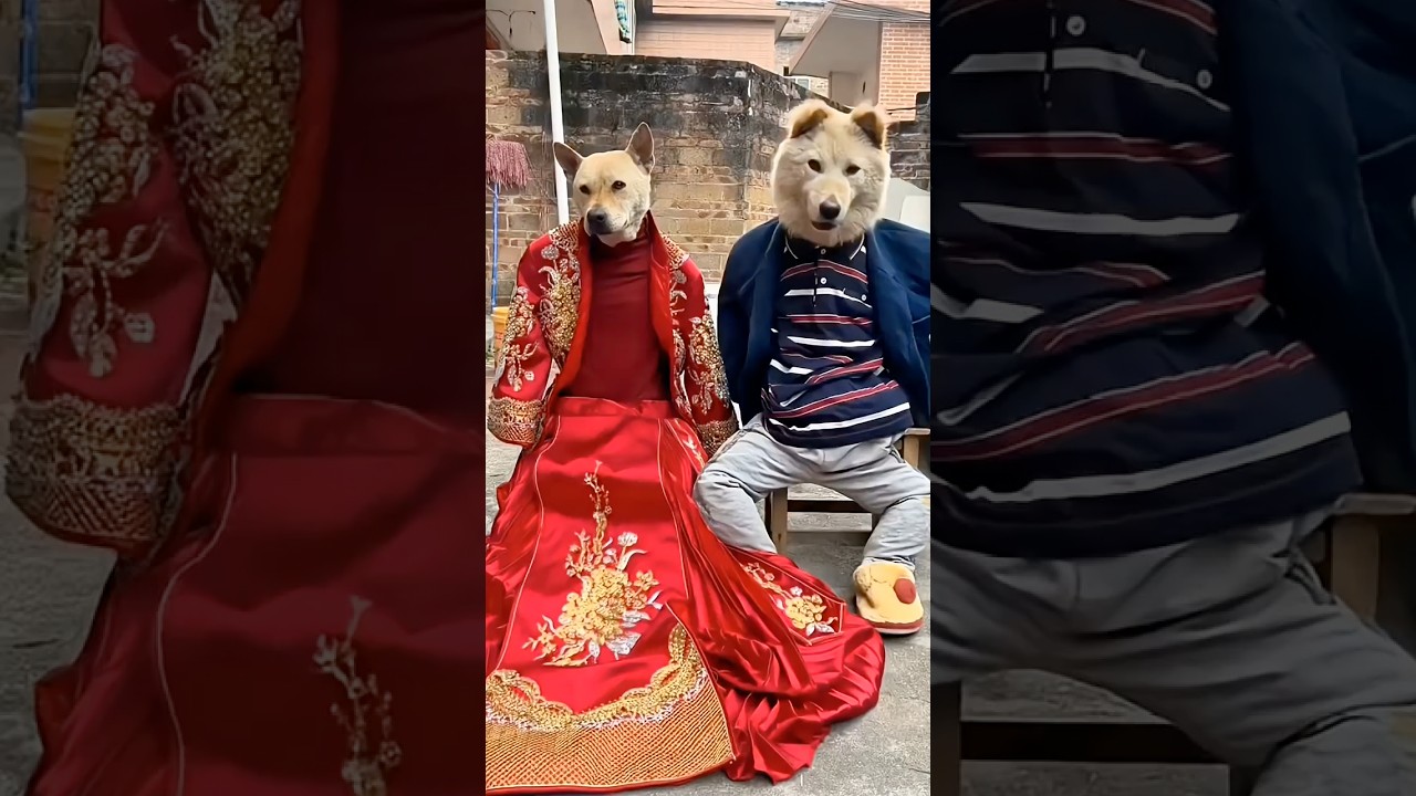 This dog must have truly become a spirit animal! #AnimalsBecomeSpiritual #CutePetsDebutPlan