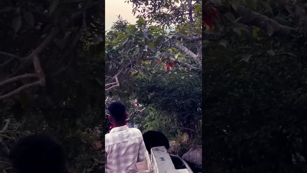 Mount Abu bear 🐻#bear #bhalu #mountabu