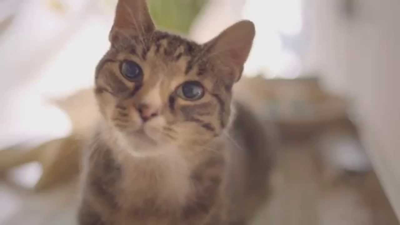 &iquest;Qu&eacute; Hacer si mi Gato No Quiere Comer? HD