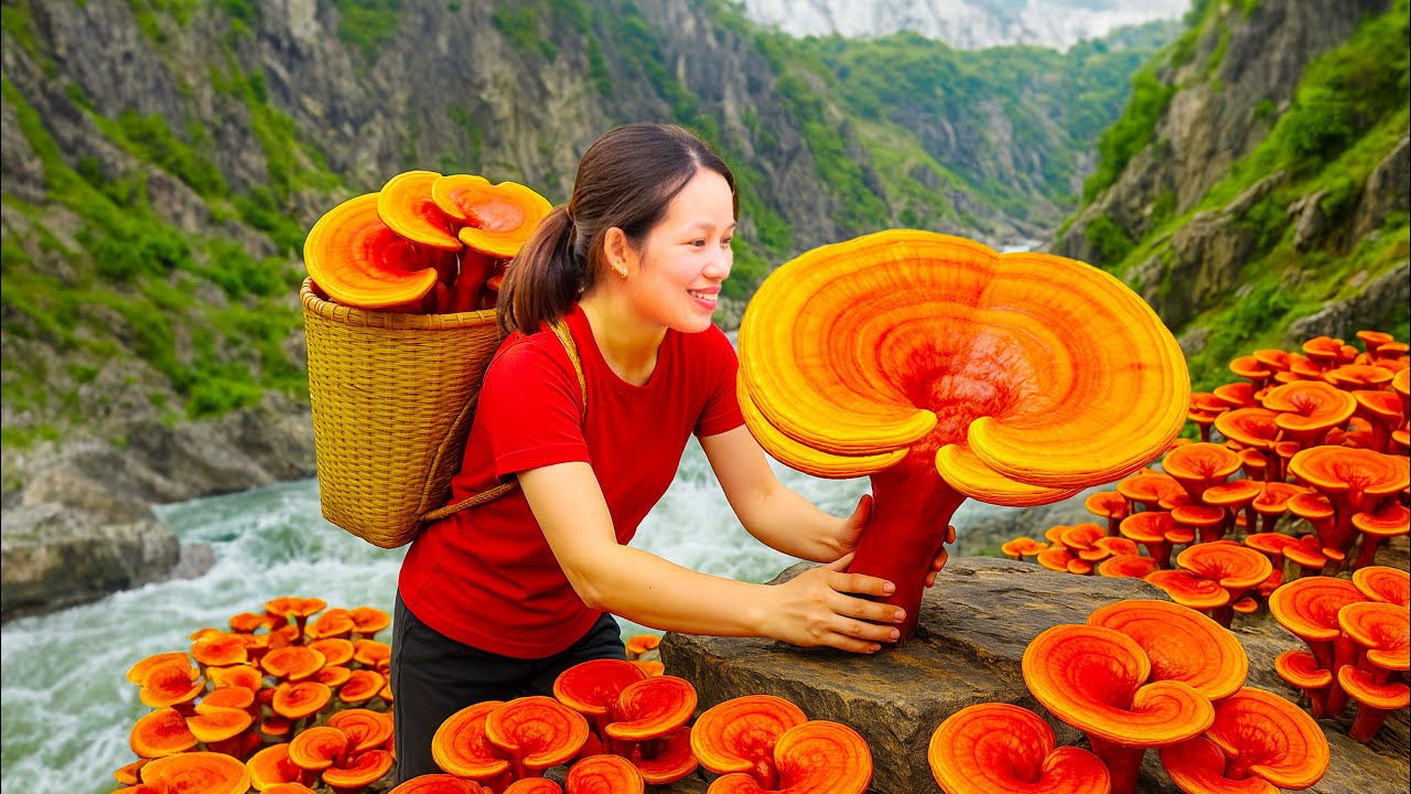 Harvesting wild Lim mushrooms, growing in rocky mountains | The world's most valuable mushroom
