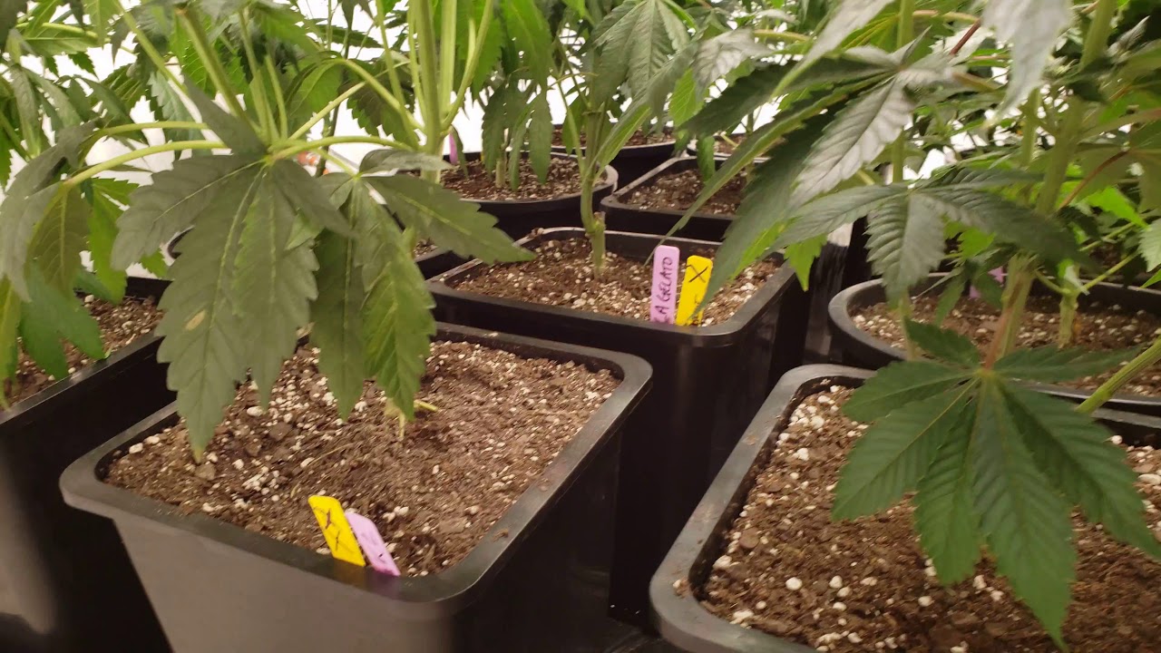 Indoor Michigan Marijuana Grow Update - 2021 -identifying hermaphrodite cannabis, flowering schedule