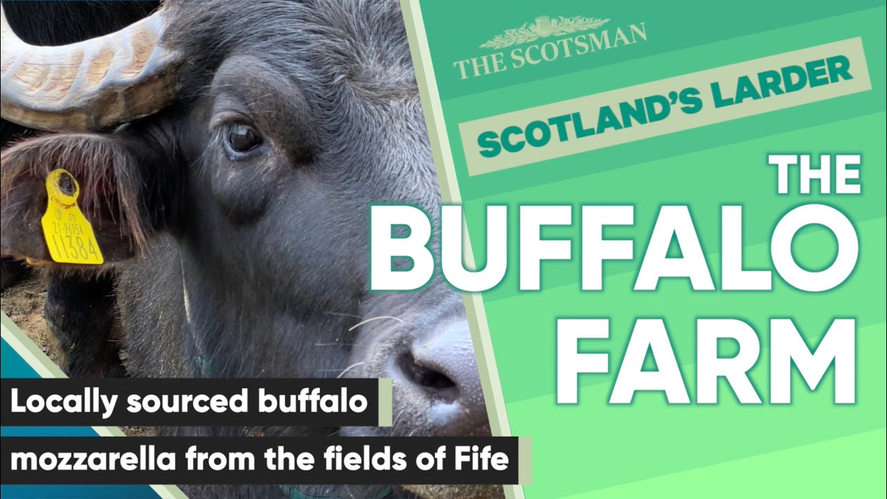 Scotland's Larder: The Buffalo Farm creates Scotland's own mozzarella