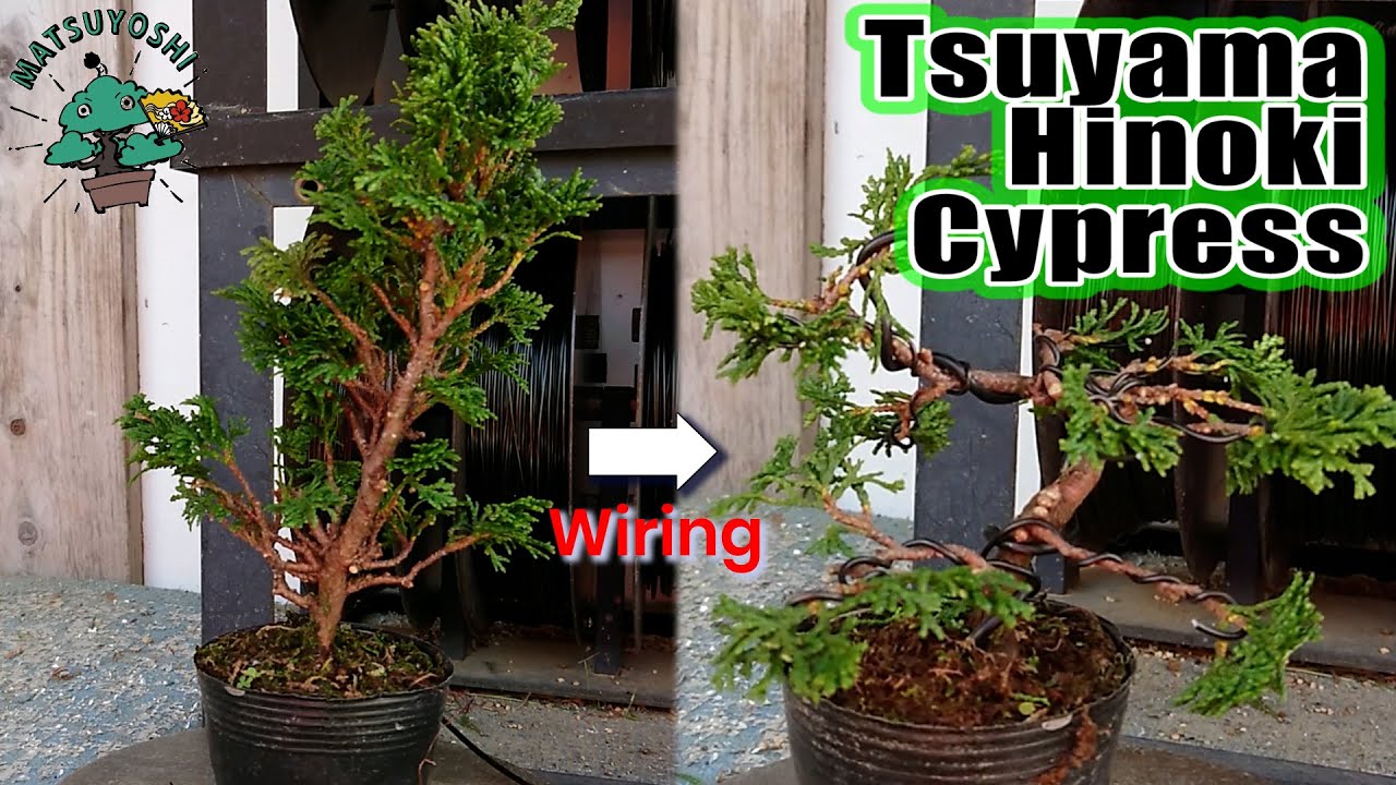 【Making bonsai from seedling】tsuyama Hinoki cypress wiring  to style basic shape to be bonsai