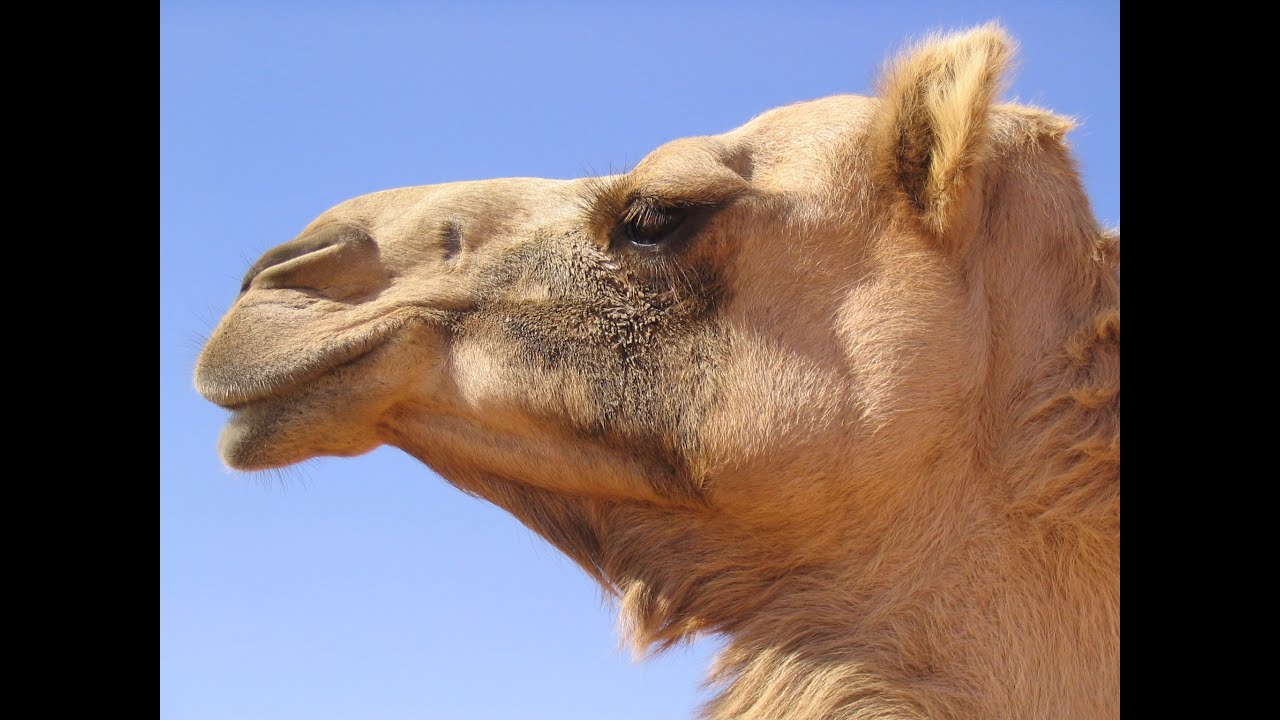 The Biggest Camel Of The Planet
