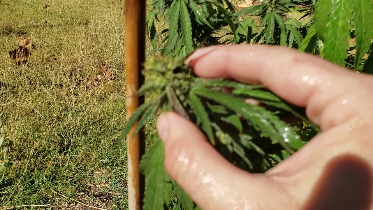 How to apply BT to cannabis flowers