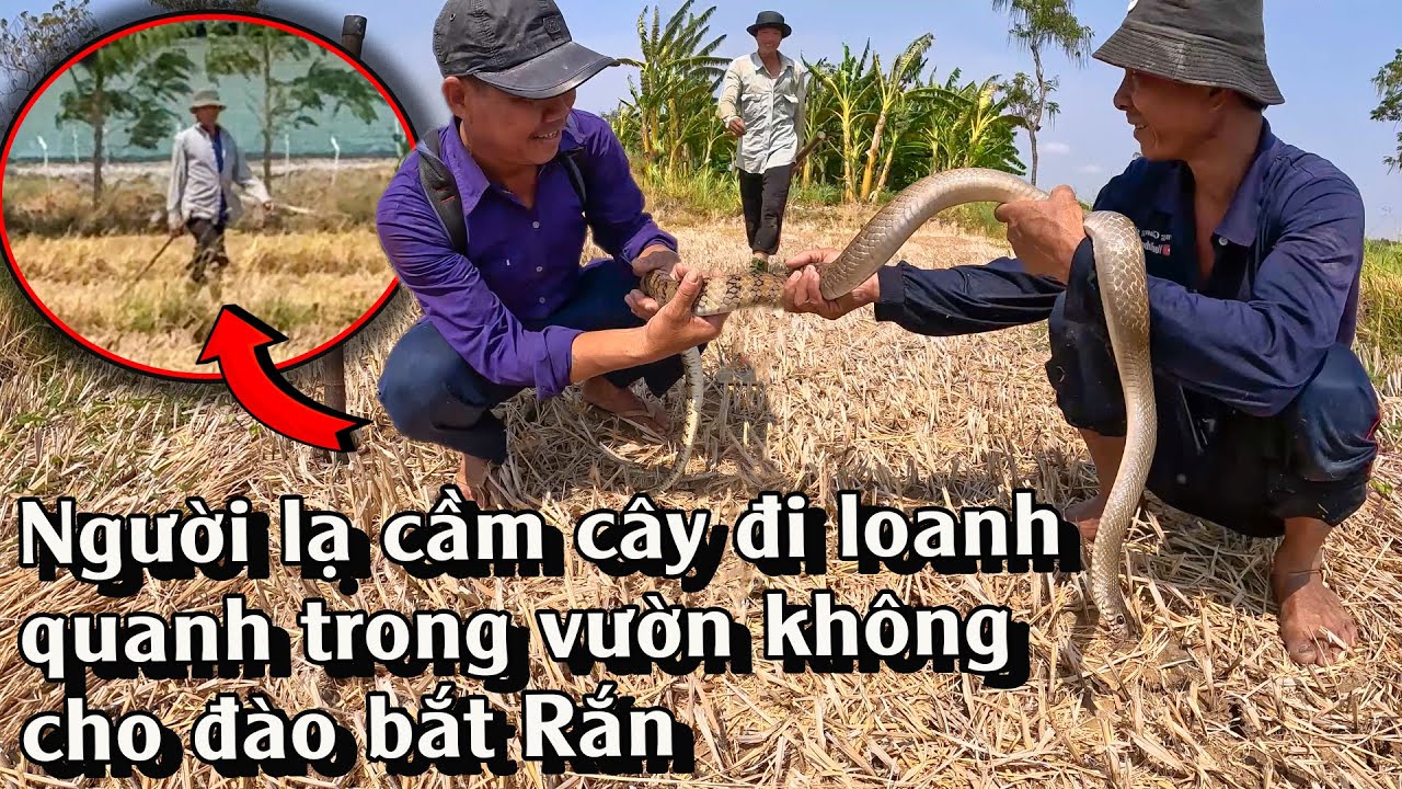 L.én L.út bắt con Rắn rất là khủng | TGSB #852