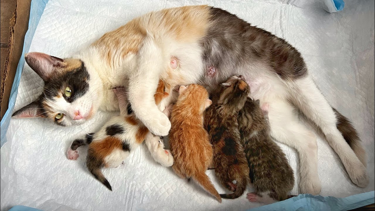 Pregnant Cat Gives Birth To Kittens At Home [4K HDR]