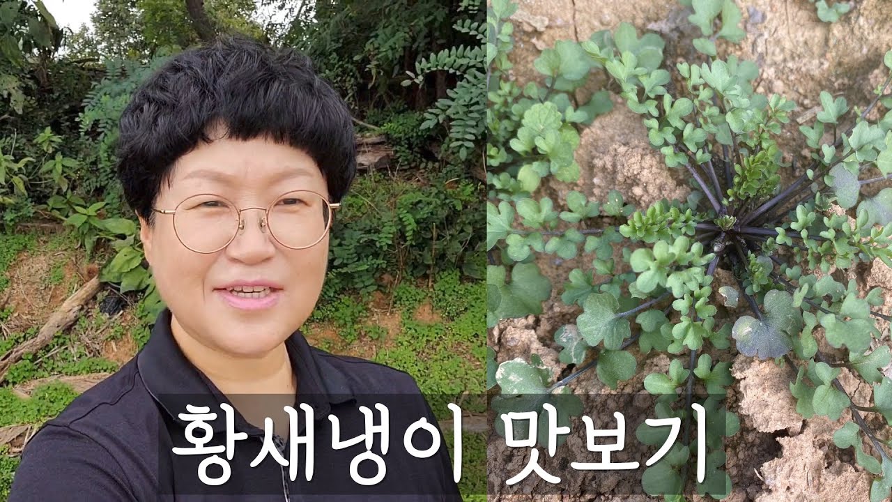 처음 먹어보는 황새냉이 고추장무침 해먹어볼게요
