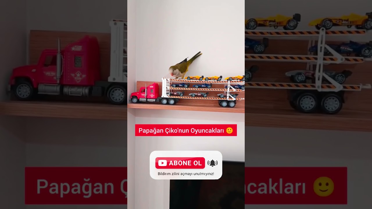 Monk Papağanı Çiko ​