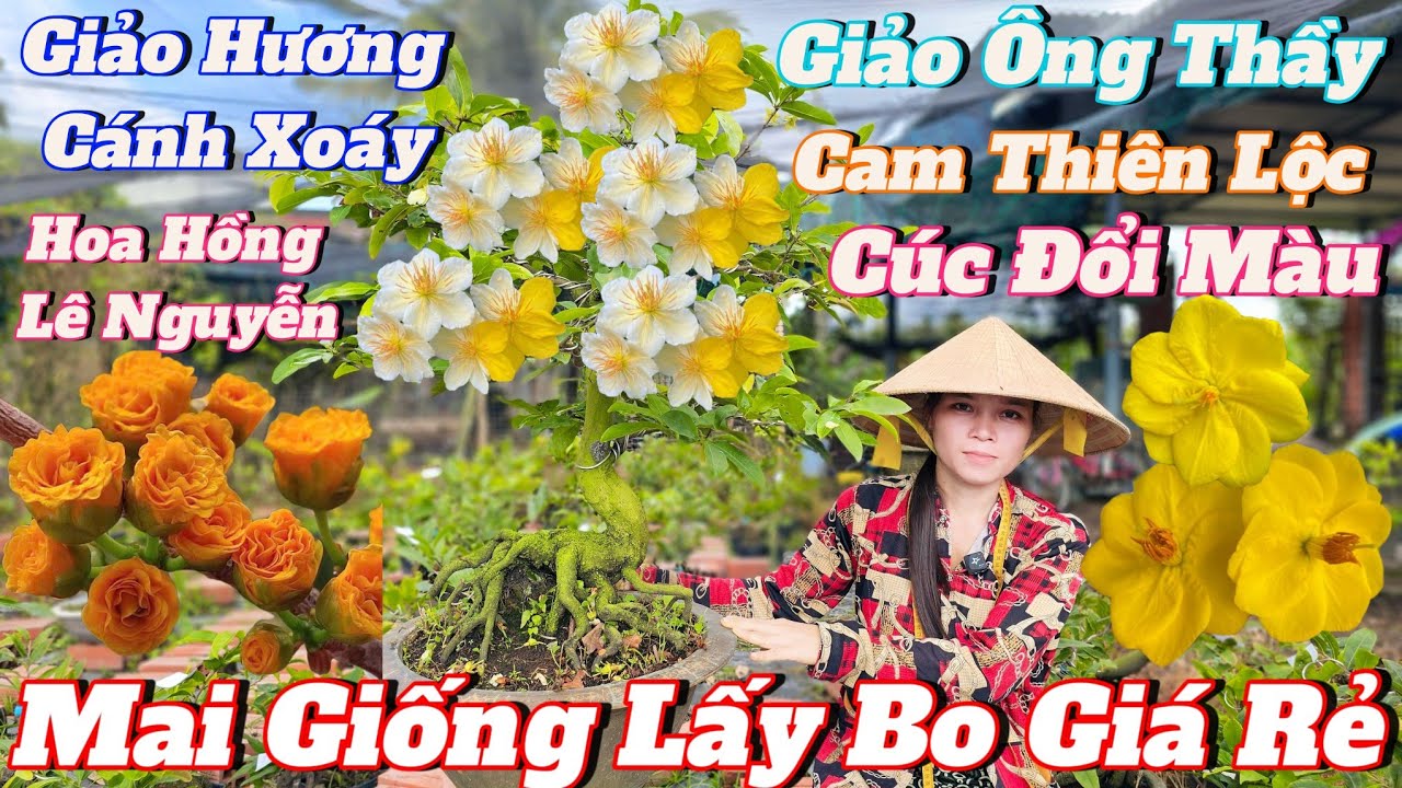 2/3☎️Mai Vàng Giá Rẻ☎️0971217800 Chị Linh☎️Giao Lưu Mai Giống Lấy Bo Gốc Đế Quái Giá Rẻ