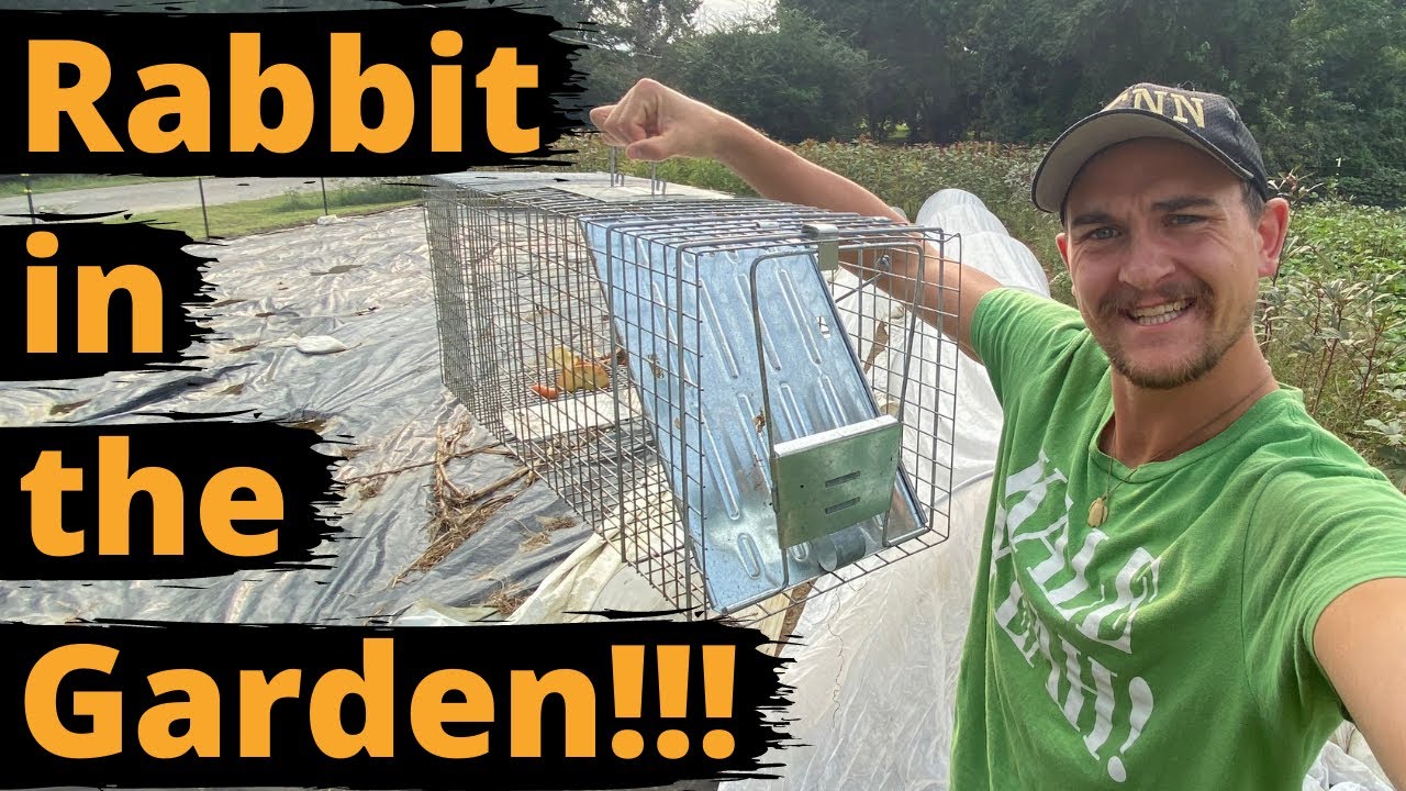 TRAPPING RABBITS in my GARDEN *humanely*