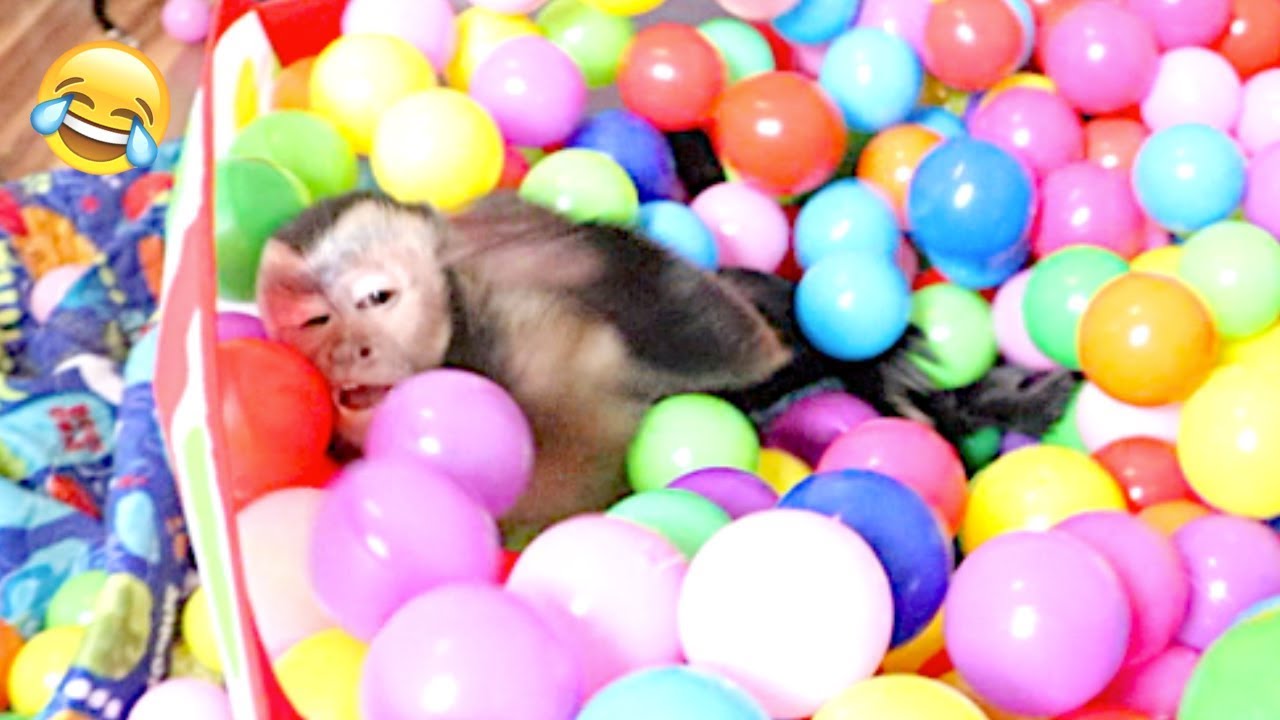 Capuchin Monkey Dives Into Ball Pit! (PLAYROOM FUN)