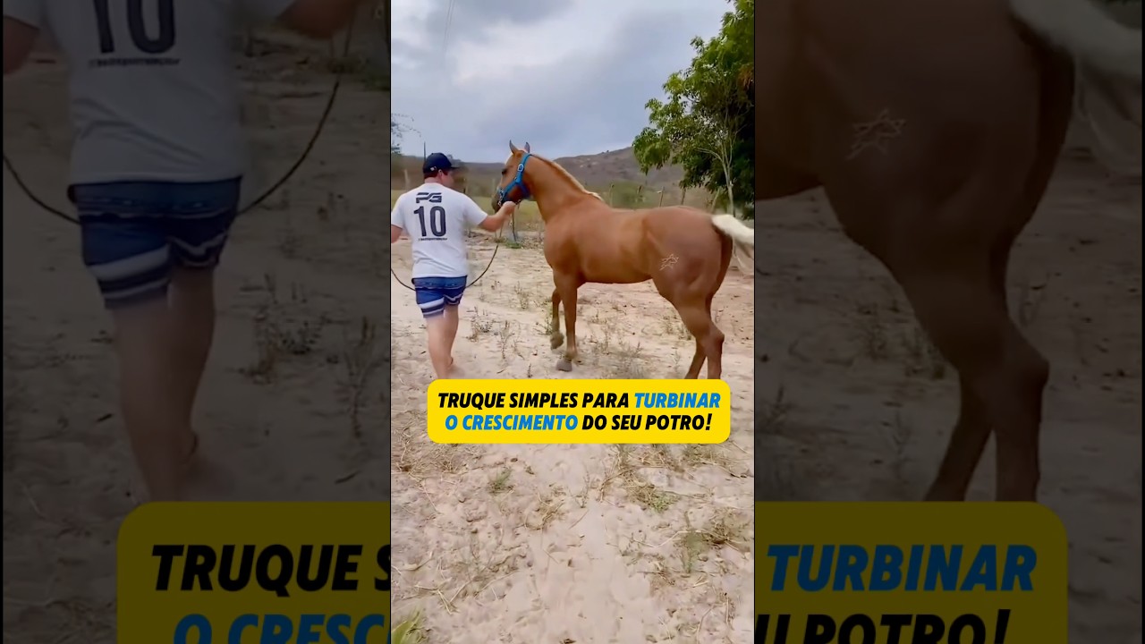 O que ninguém te conta sobre o crescimento do potro (e como evitar prejuízo)