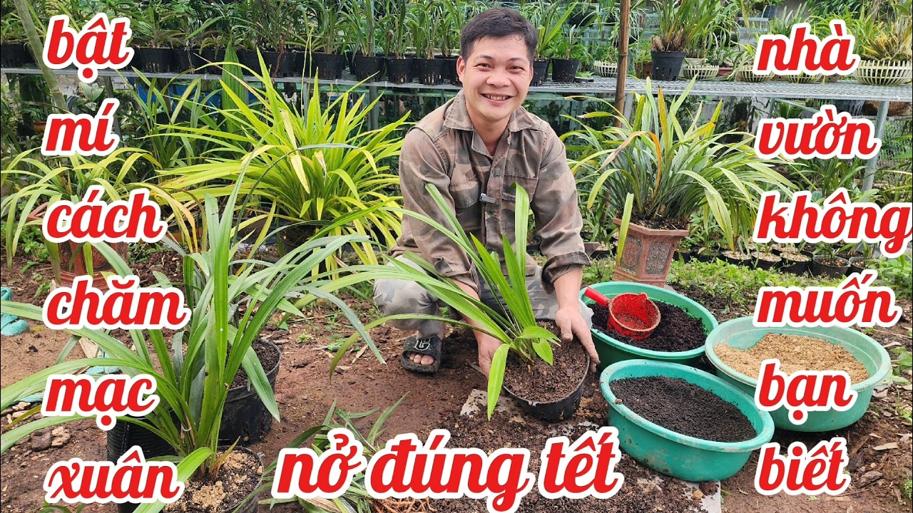 Bật mí cách chăm mạc xuân nở chuẩn tết nhà vườn ko muốn bạn biết | phong lan rừng phúc vân