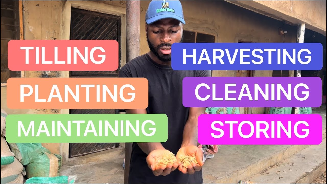 MELON (EGUSI) FARM! COMPREHENSIVE BREAKDOWN OF TILLING, PLANTING, HARVESTING, CLEANING, & STORING