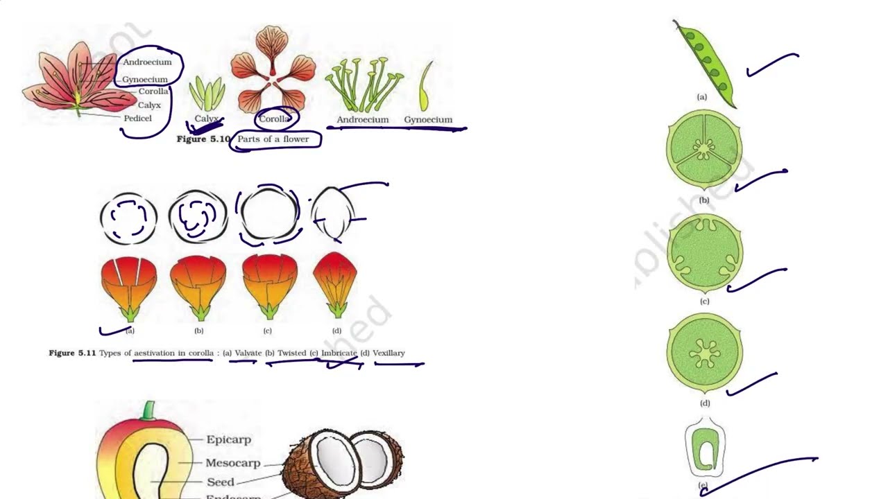 Class 11 Biology All NCERT Diagrams Explained 🔥 | Complete Analysis | NEET 2026 #neet2026 #aiims 