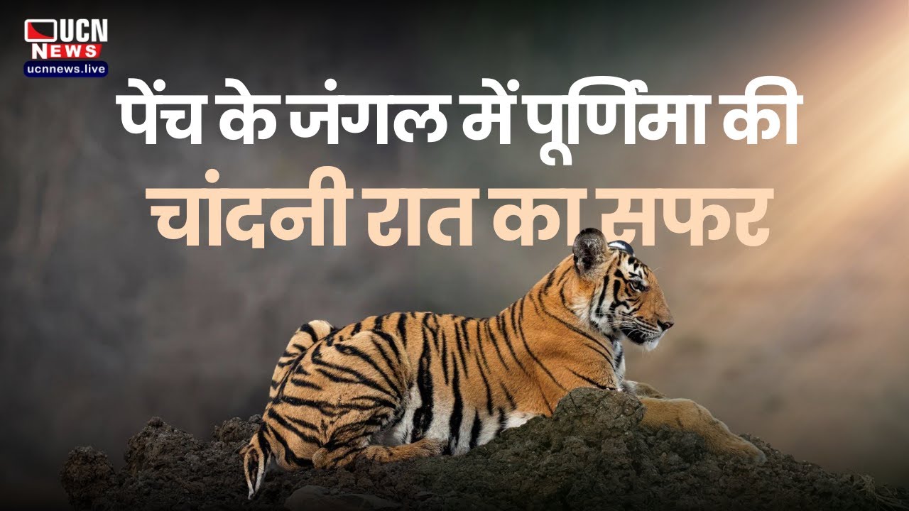 Pench National Park: पूर्णिमा की रात कुछ ऐसा दिखा जंगल का नजारा,UCN NEWS की टीम का कैसा रहा अनुभव ?