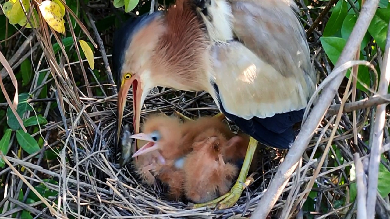 Parent Bird Nurturing Babies | Nature's Dedication