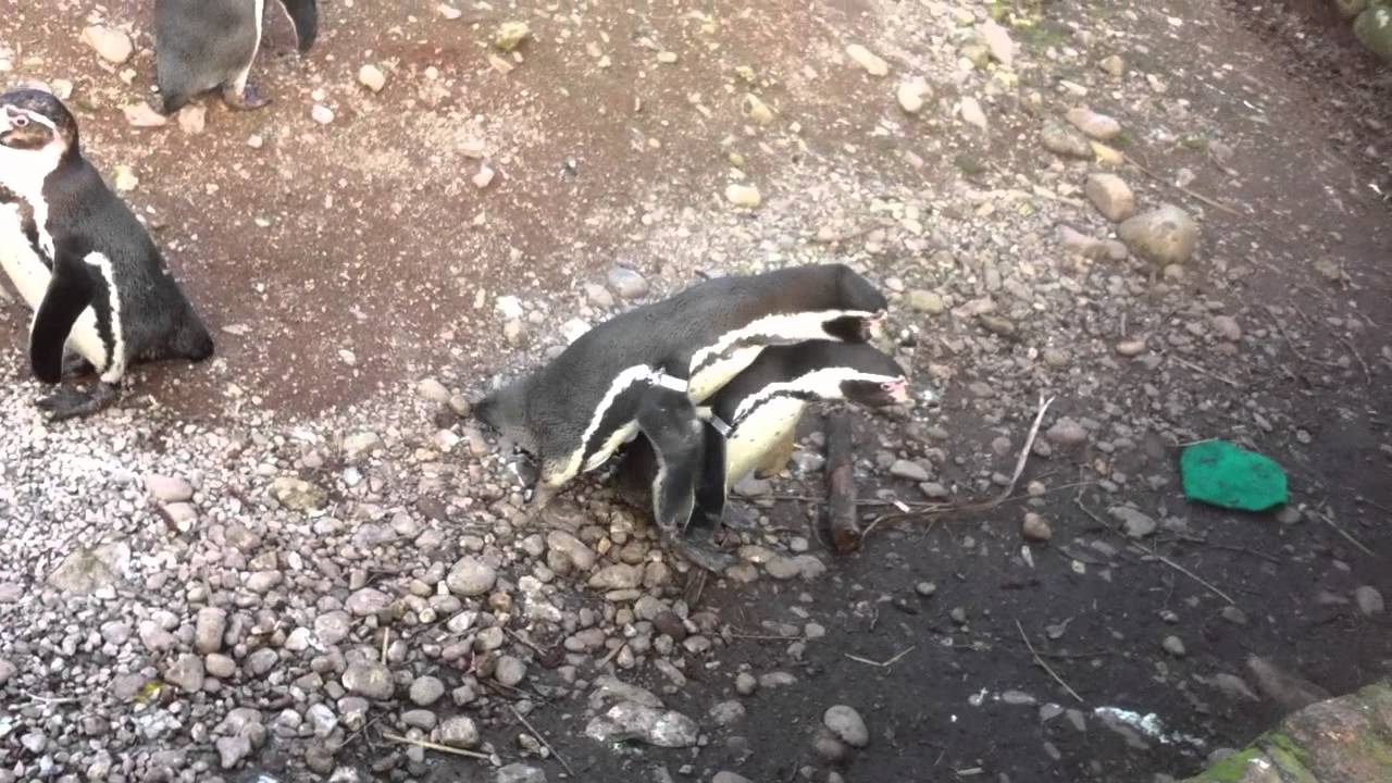 Funny Jerk Penguin