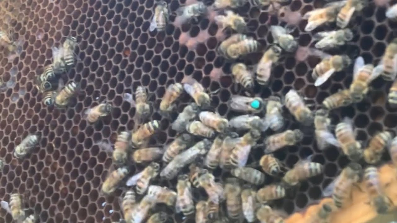 Getting New Bees