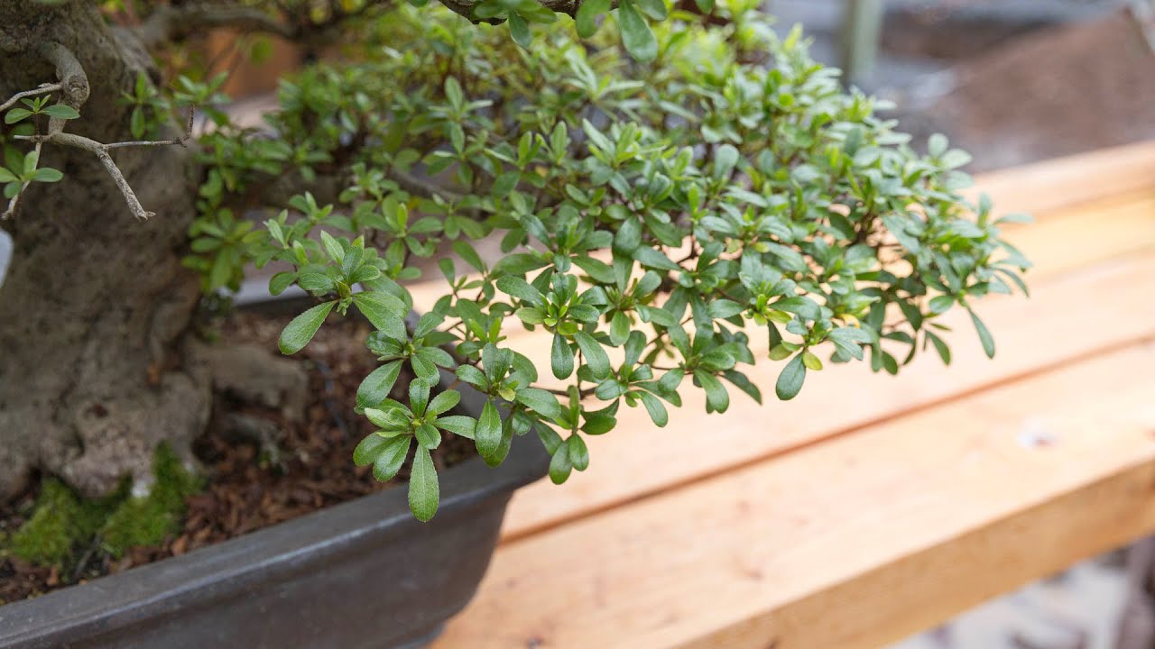 Mastering Satsuki Azalea Bonsai Form: Pruning and Wiring Techniques