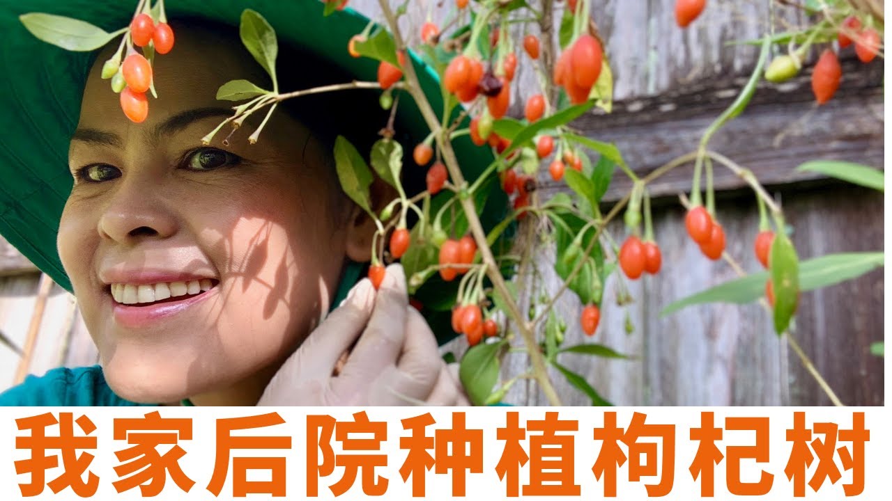 枸杞/在我家后院种植枸杞，自制滋补枸杞茶，养生枸杞粥，新鲜枸杞当水果吃【Goji Berries From  My Garden】