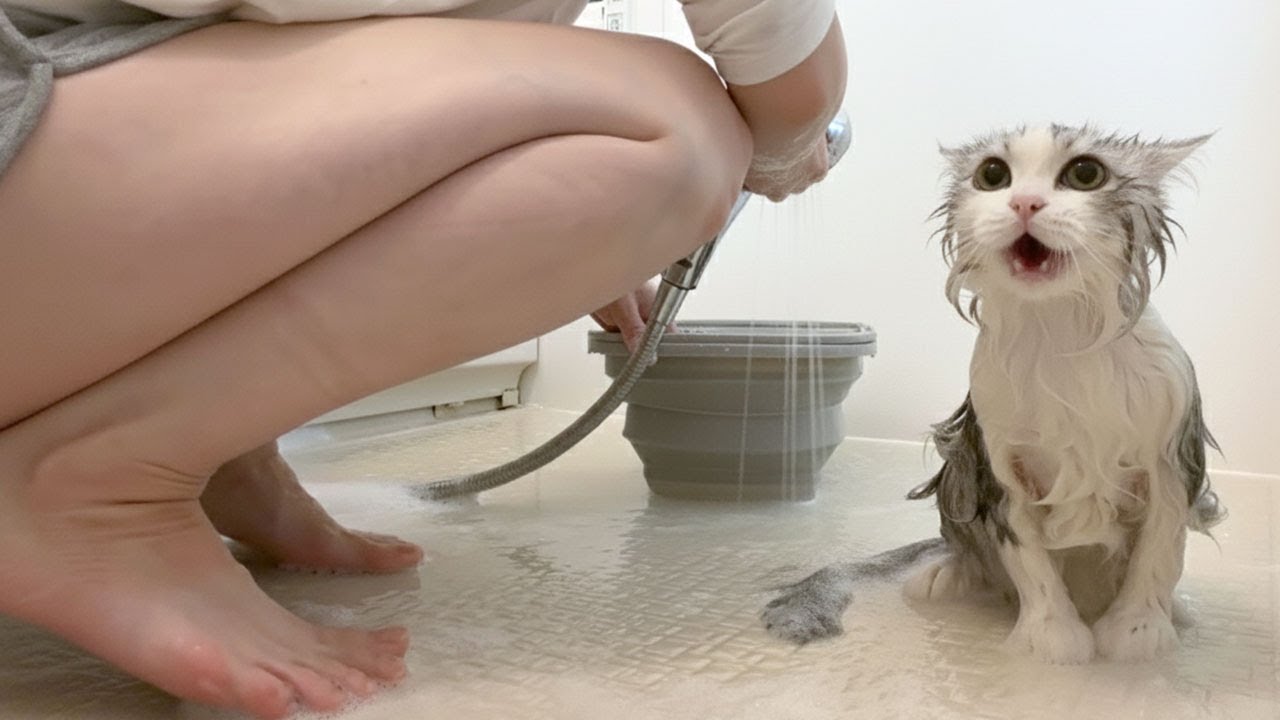 生まれて初めてママとお風呂に入った子猫！