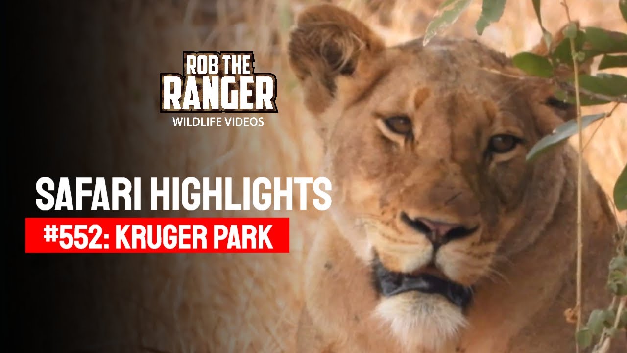 Safari Highlights #552: 20 & 21 August 2020 | Kruger National Park | Latest #Wildlife Sightings