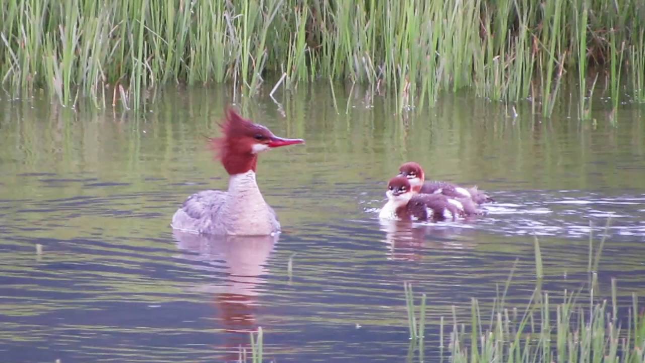 Common Mergansers