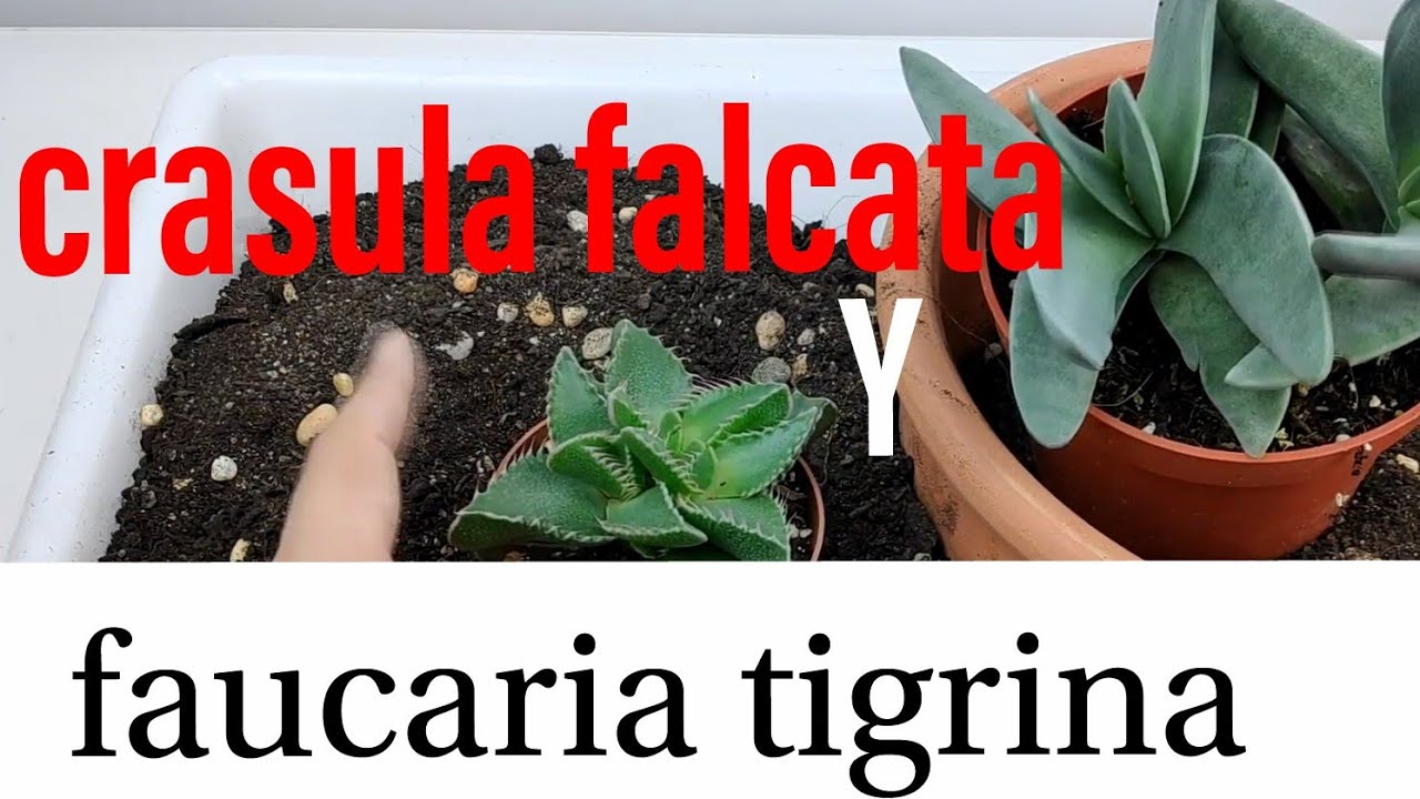 FAUCARIA TIGRINA Y CRASULA FALCATA. CUIDADOS Y TRASPLANTE DE DE ESTAS DOS SUCULENTAS RARAS