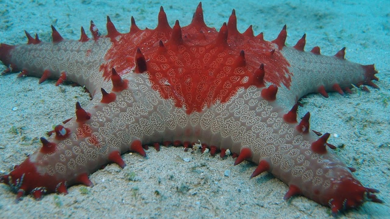 Le 8 Stelle Marine Più Straordinarie Del Mondo