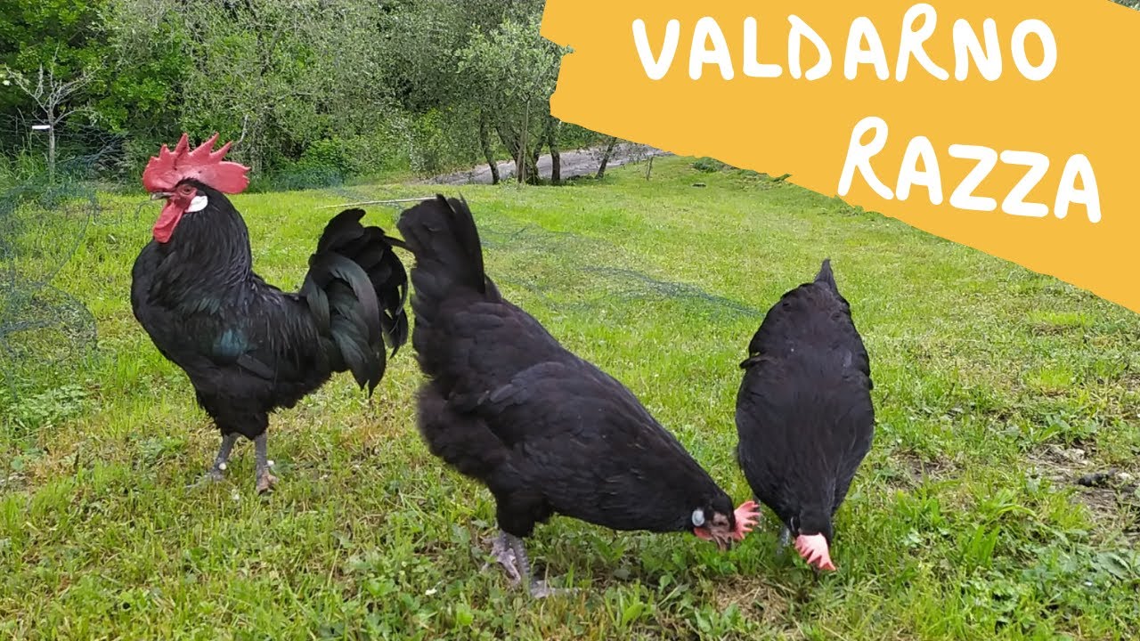 La razza Valdarno