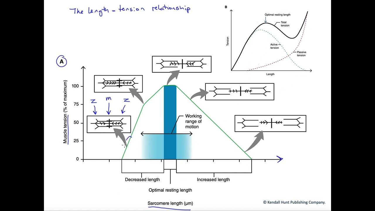 Length tension relationship for skeletal muscle