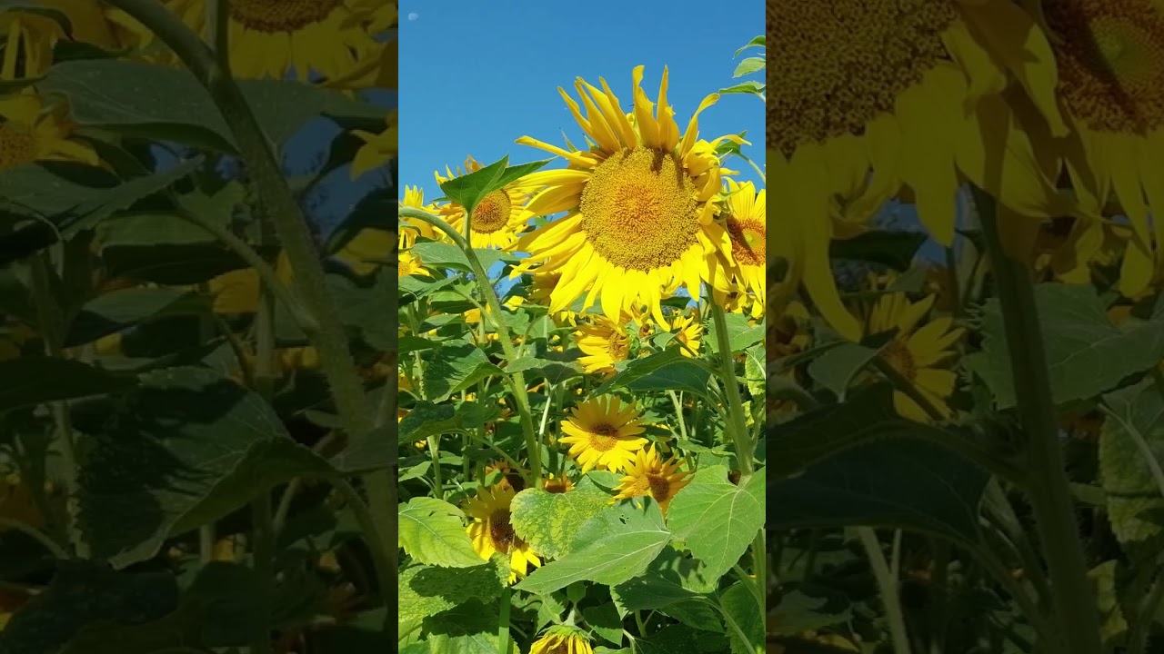 Sonnenblume (Helianthus annuus)