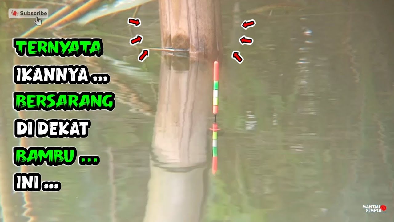 Bambu Ini Ternyata Jadi Tempat Sarang Ikan Nila | Mancing Ikan Nila Liar Ngantang WSN