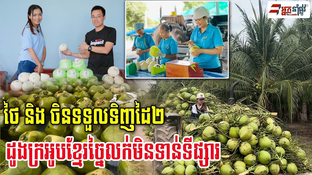 ដូងក្រអូបខ្មែរច្នៃហើយតម្លៃគុណនិង៣ លក់មិនទាន់ទីផ្សារទៅថៃនិងចិន | Daling Farm