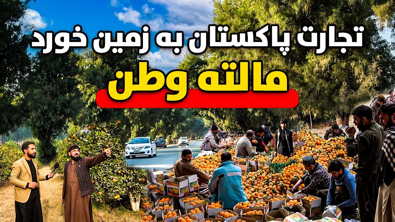 گزارش ویژه از حاصلات مالته ننگرهار و افغانستان در مسیر رقابت با پاکستان